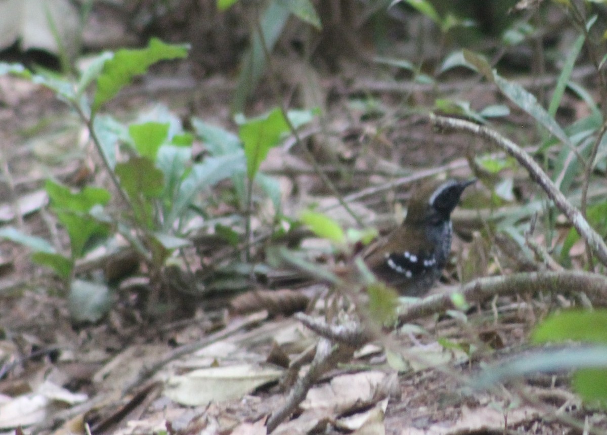 Squamate Antbird - ML644545013
