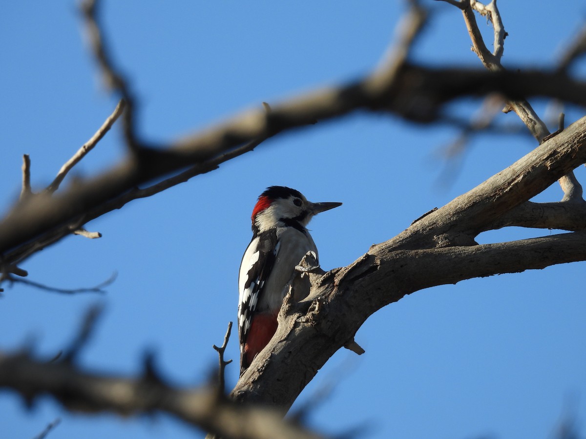 נקר סורי - ML644545017
