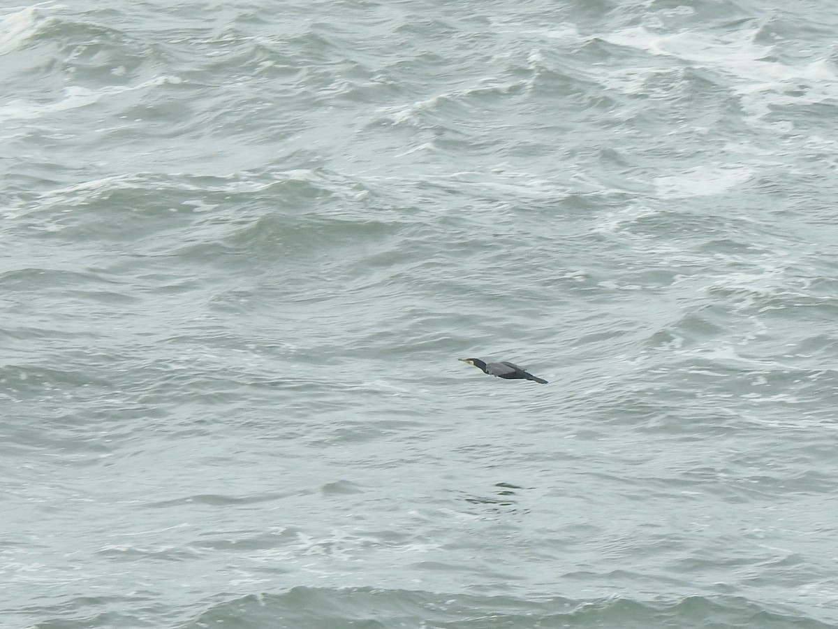 קורמורן גדול - ML644545018