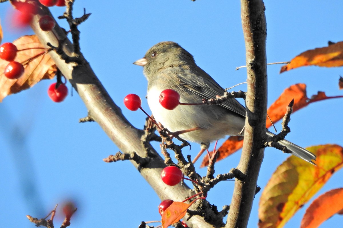 יונקו כהה-עין - ML644545019