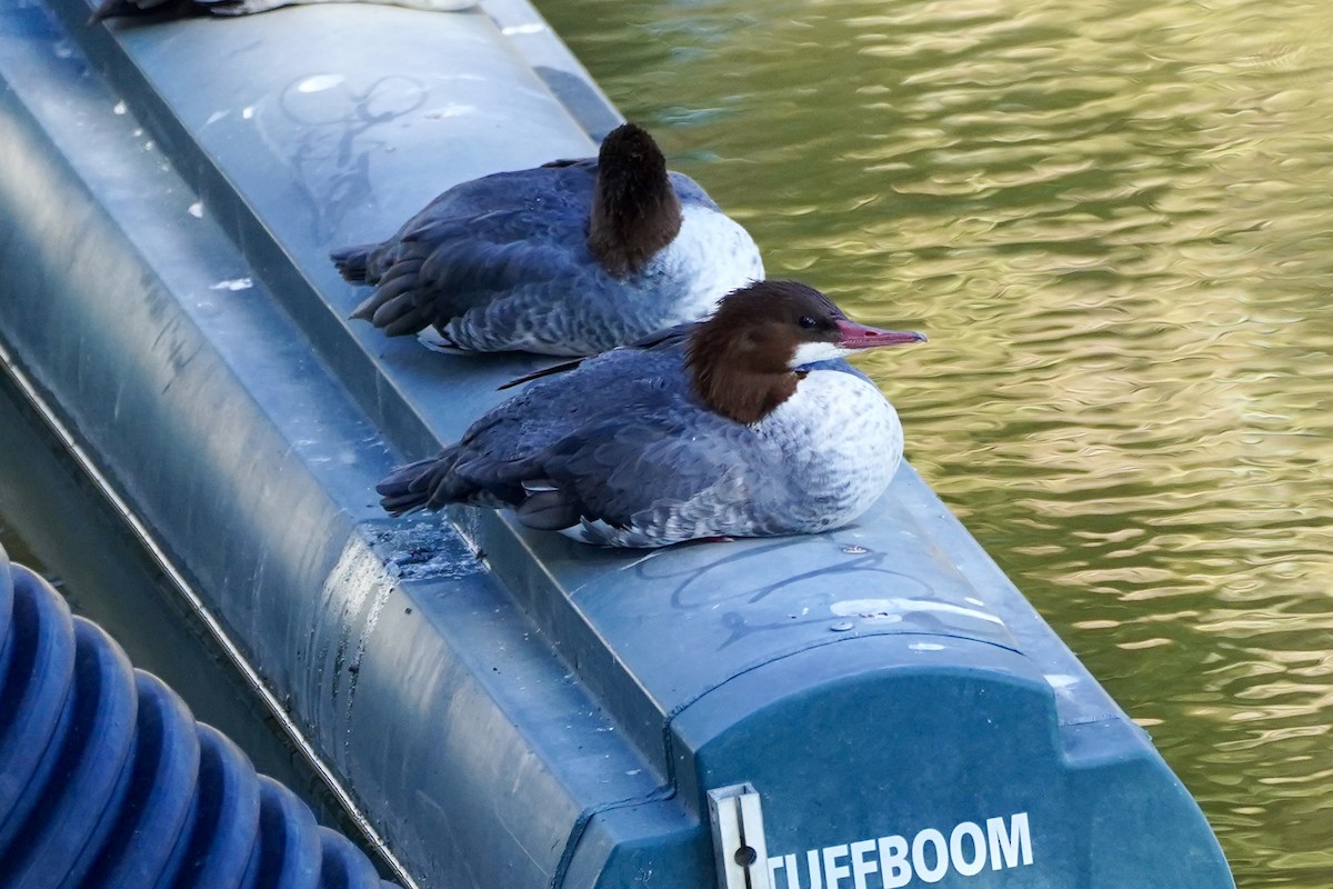 מרגון גדול - ML644545020