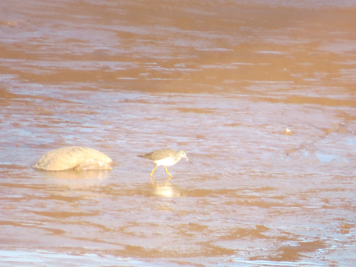 ביצנית עקודה - ML644545022