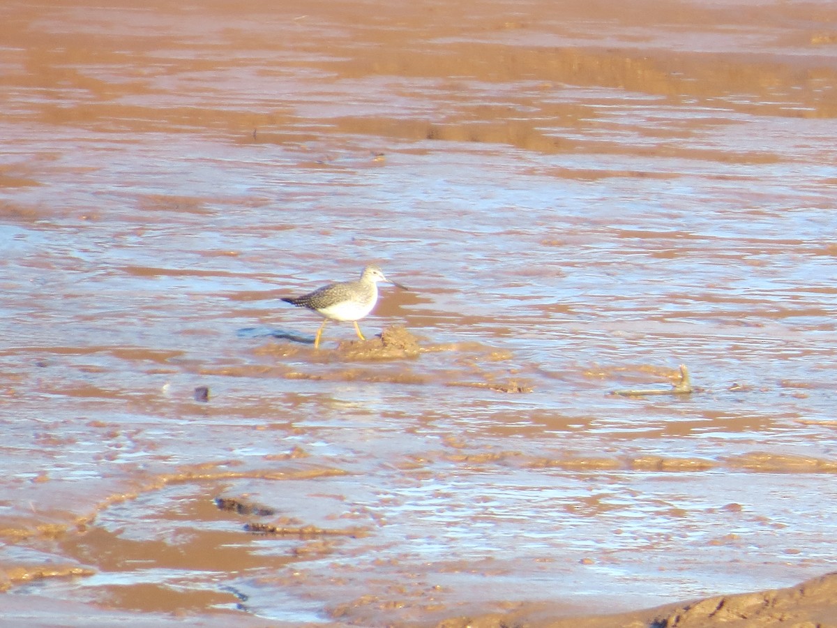 ביצנית עקודה - ML644545023