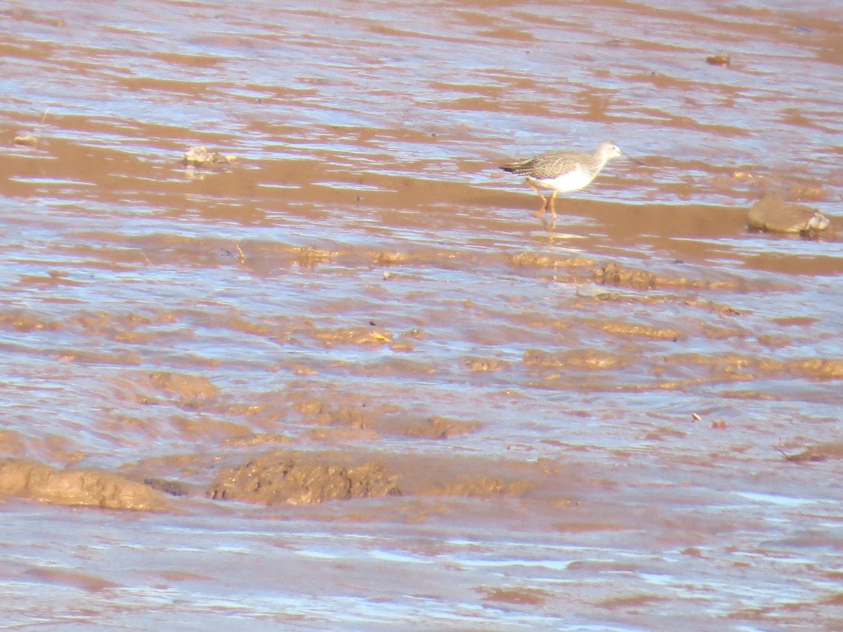 ביצנית עקודה - ML644545024