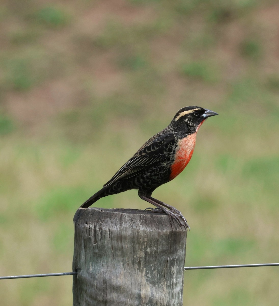 White-browed Meadowlark - ML644545028