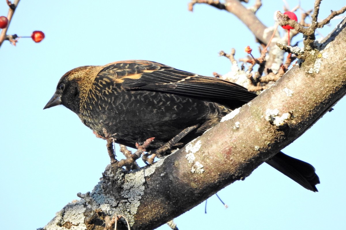 שחרורית אדומת-כנף - ML644545029