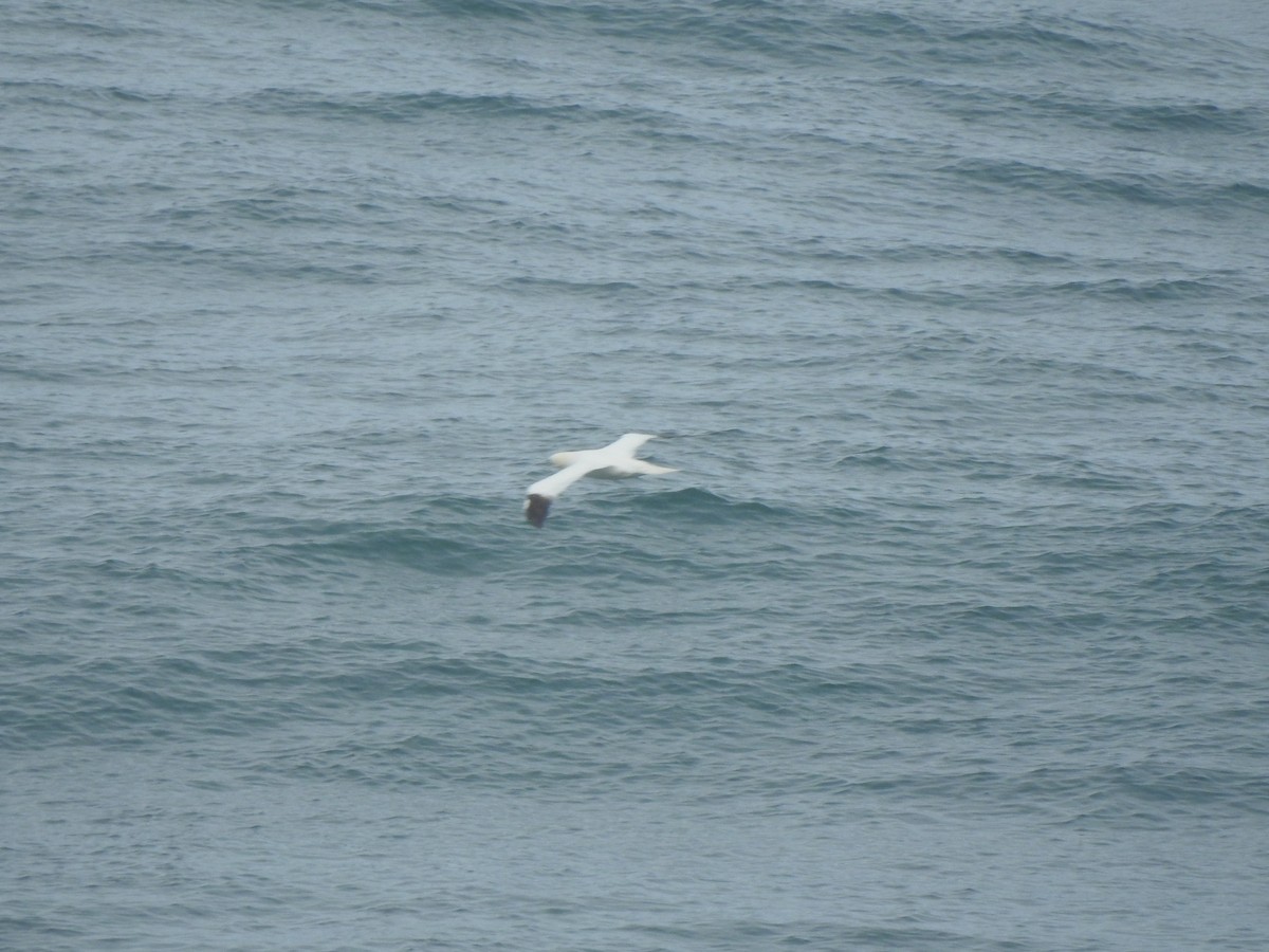 Сула атлантична - ML644545030