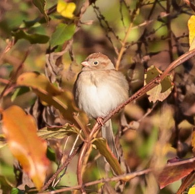 Field Sparrow - ML644545031