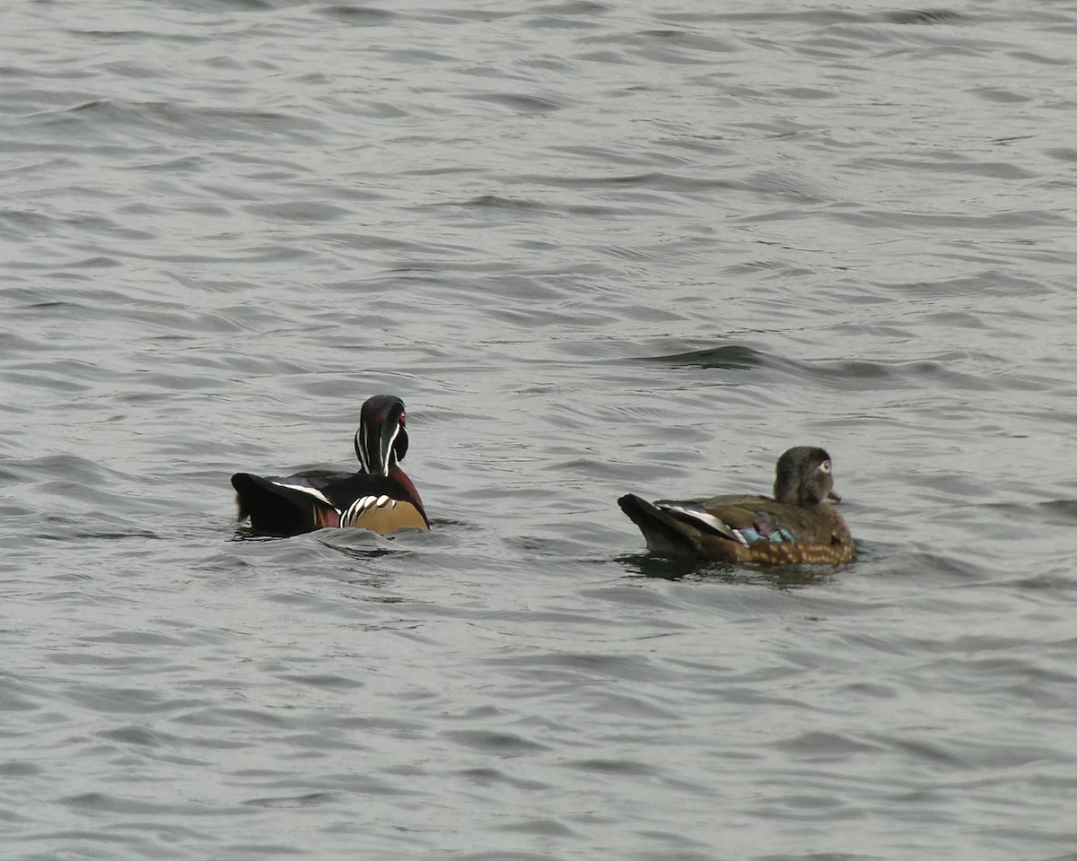 מנדרין אמריקני - ML644545032