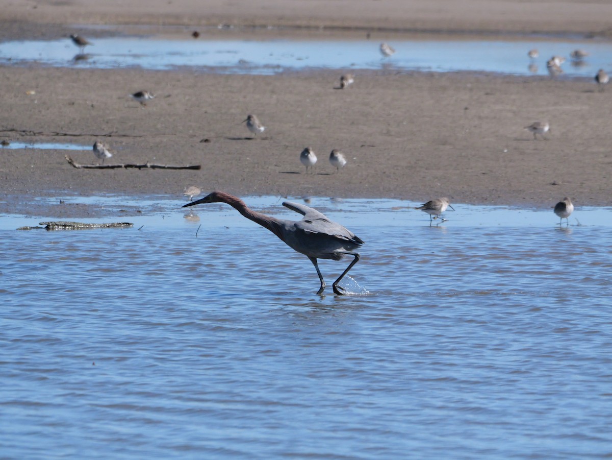 Reddish Egret - ML644545039
