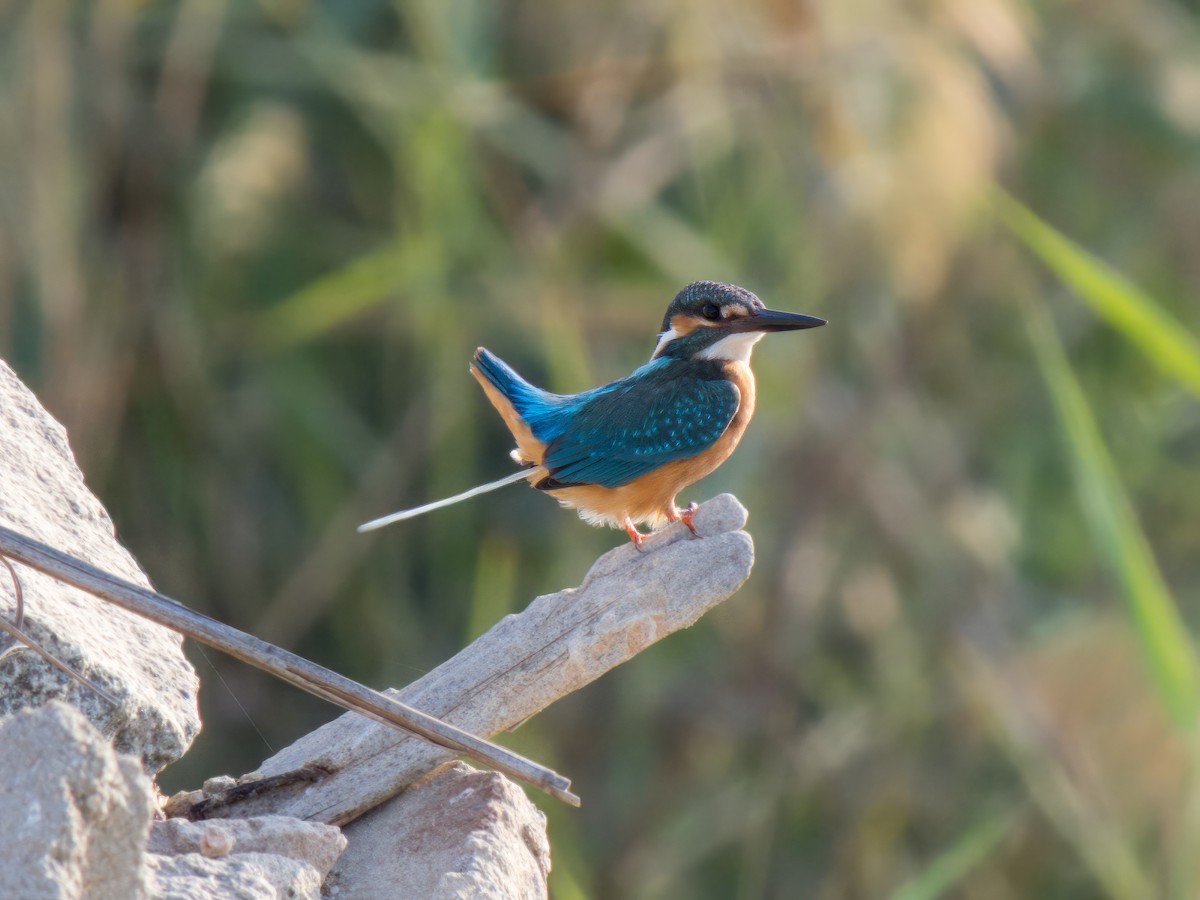 isfugl - ML644545041