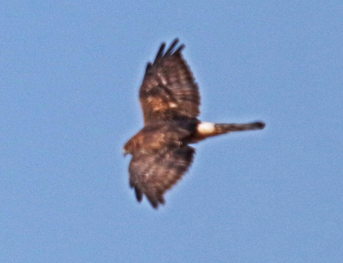 Northern Harrier - ML644545042