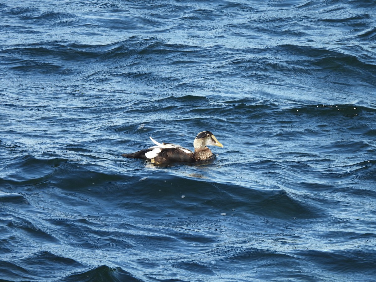 אדרית שחורת-כיפה - ML644545044