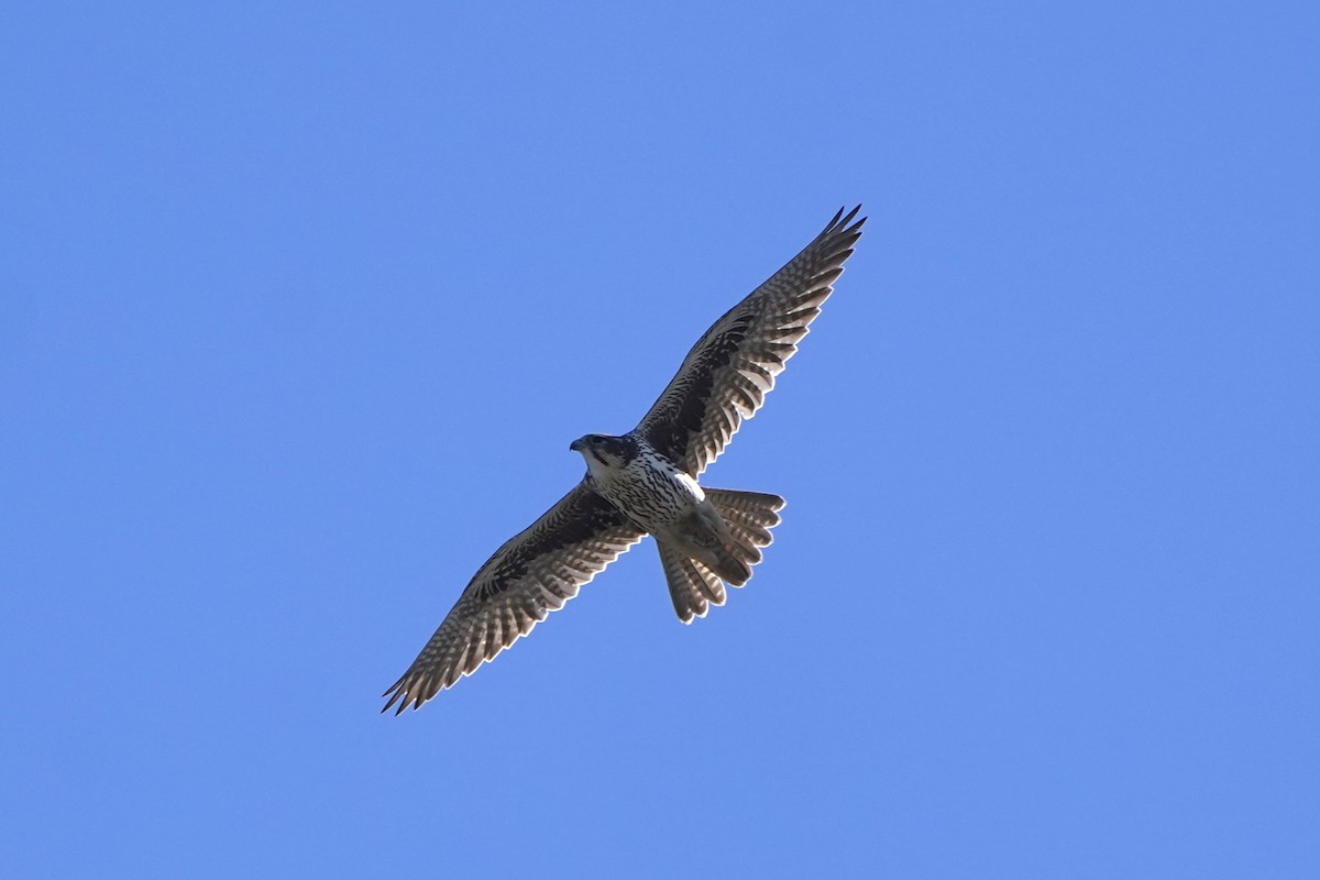 raroh prériový - ML644545046