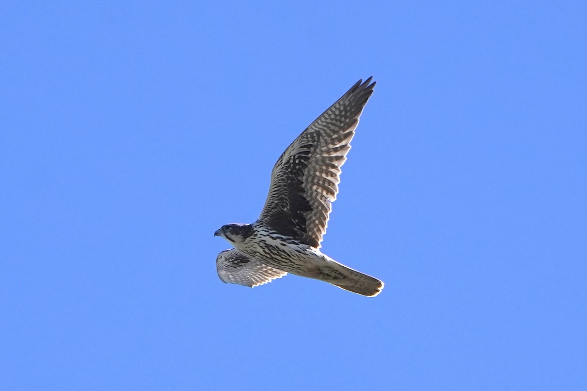 raroh prériový - ML644545047