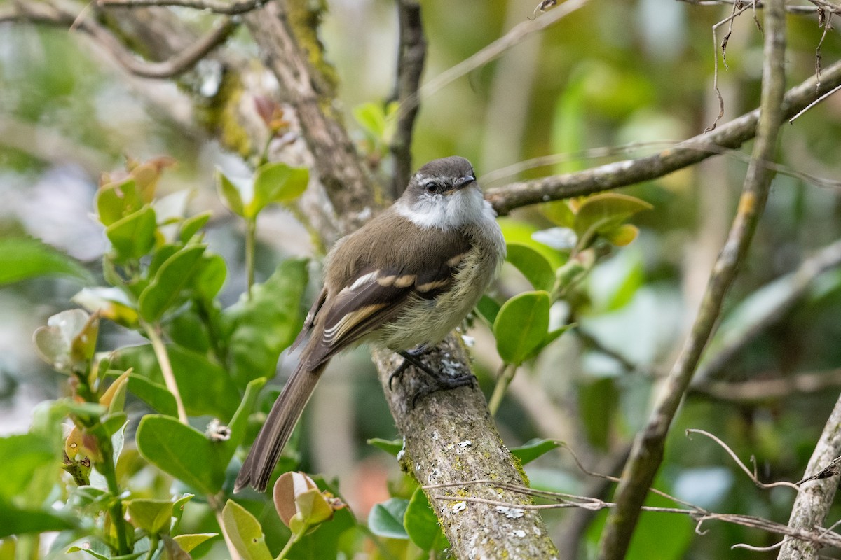 フタスジタイランチョウ - ML644545049