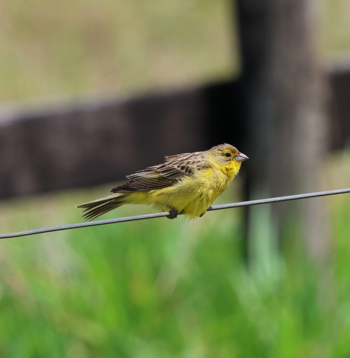 Короткоклювый зерноед - ML644545052