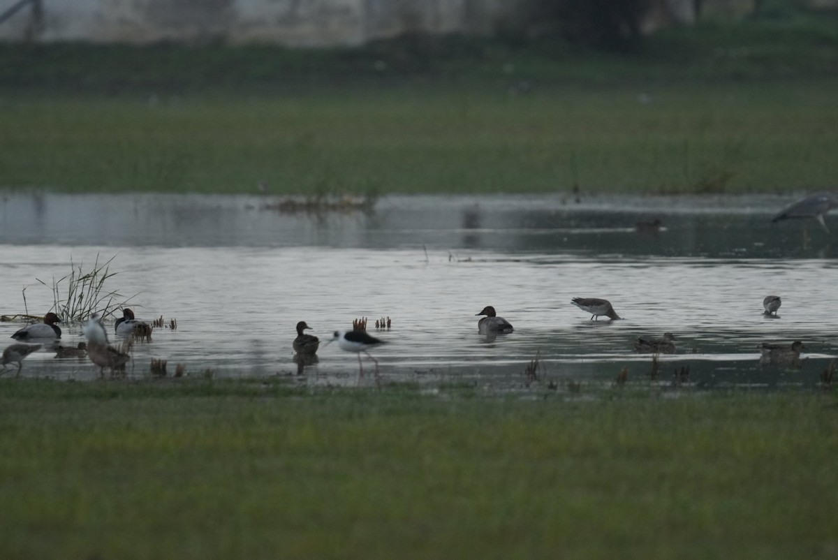 Murgilari arrunta - ML644545053