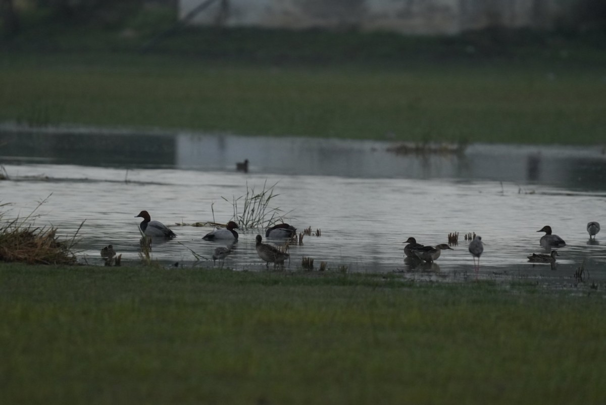 Murgilari arrunta - ML644545054