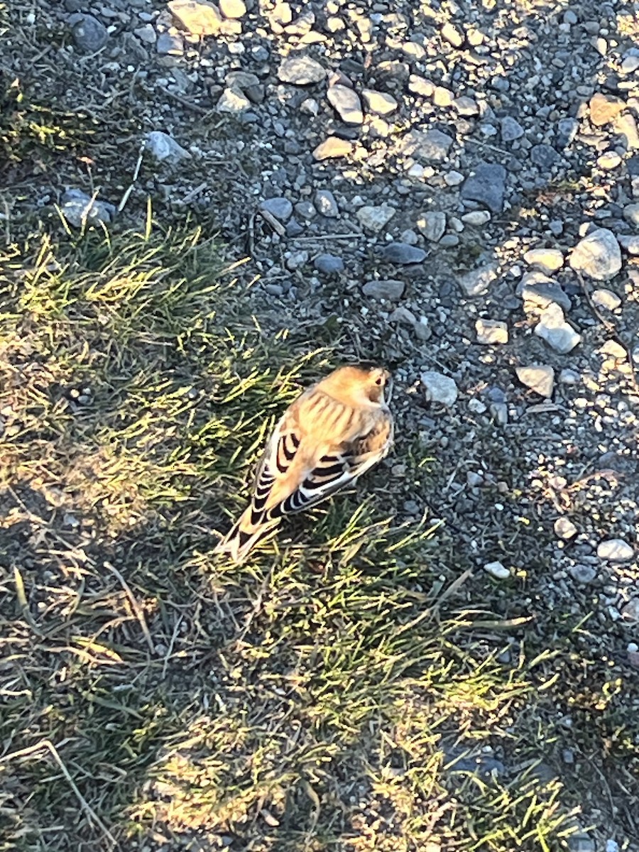 ユキホオジロ - ML644545055