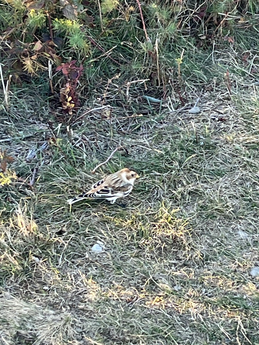 ユキホオジロ - ML644545056