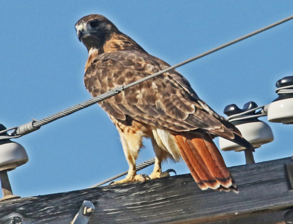 Red-tailed Hawk - ML644545058