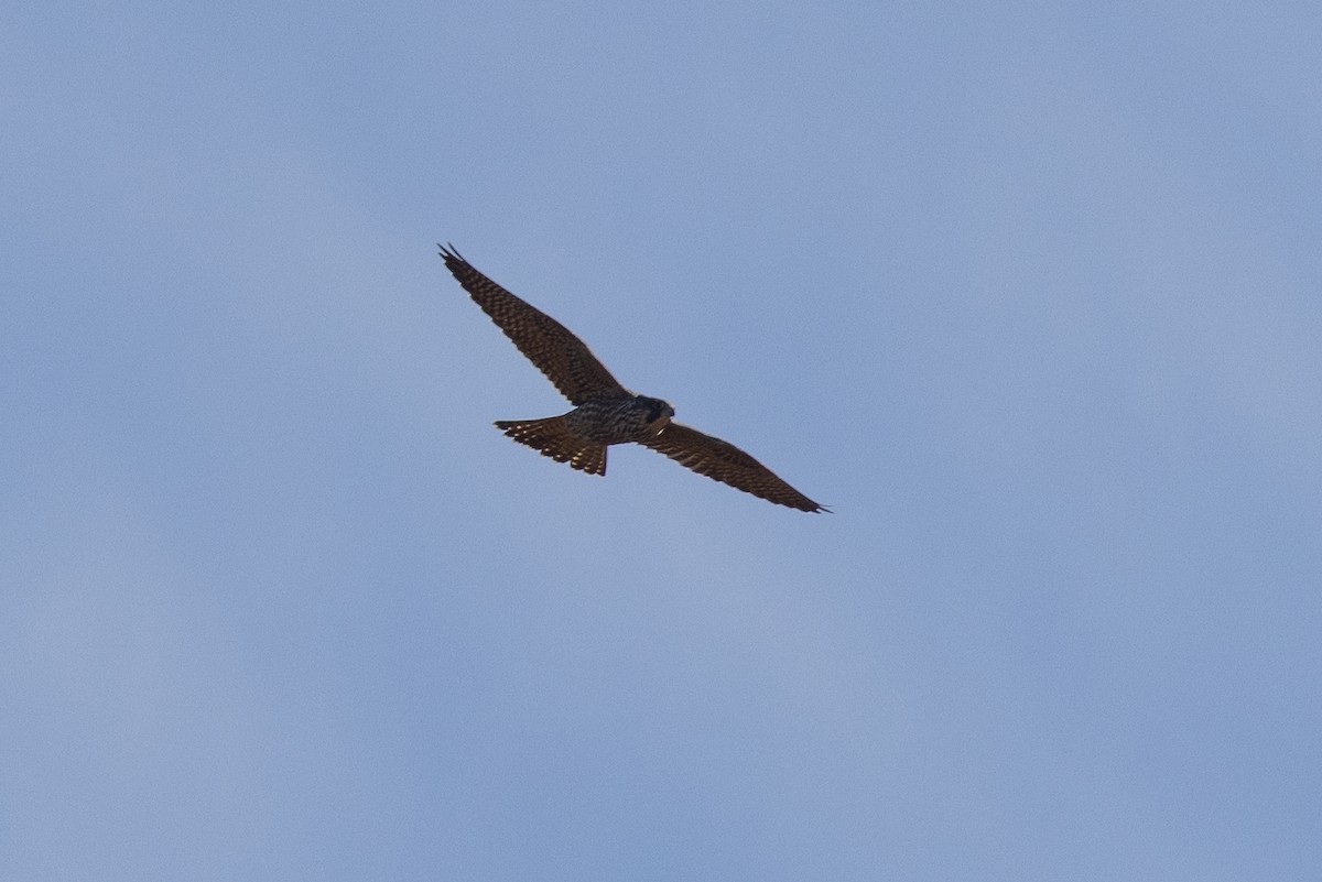 Belatz handia - ML644545059