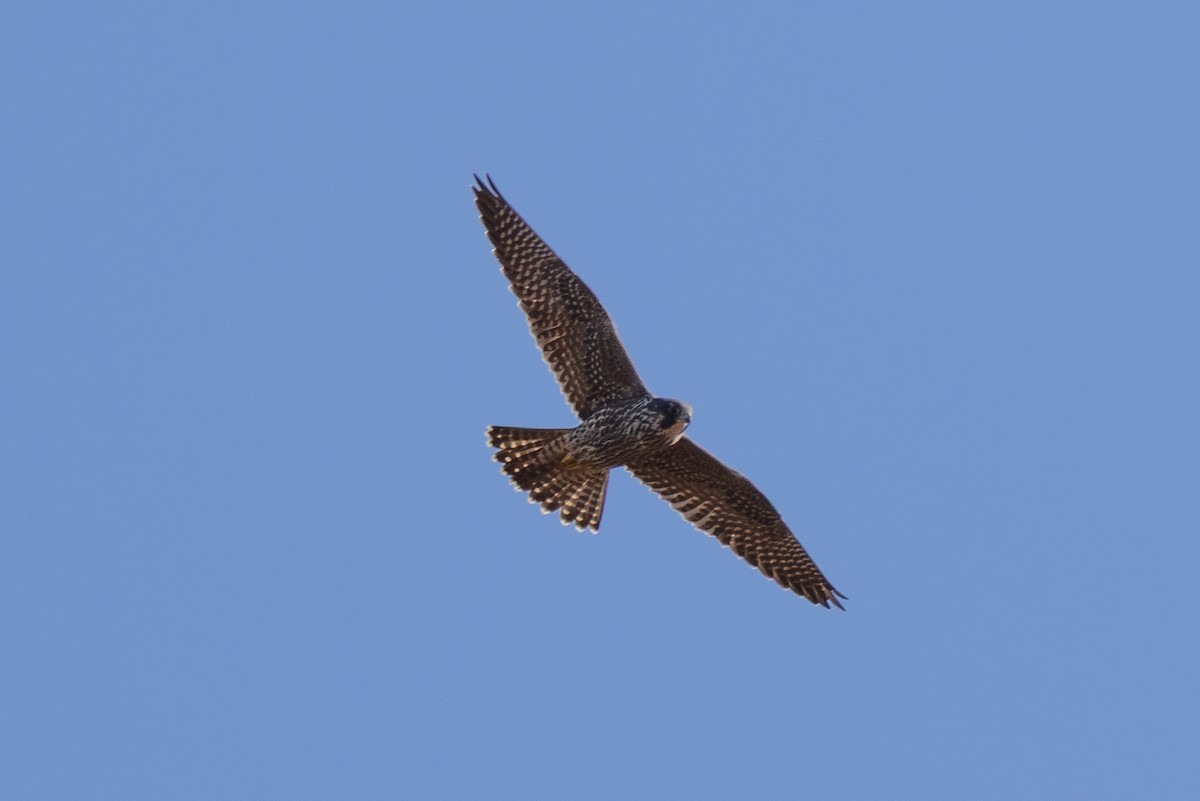 Belatz handia - ML644545060