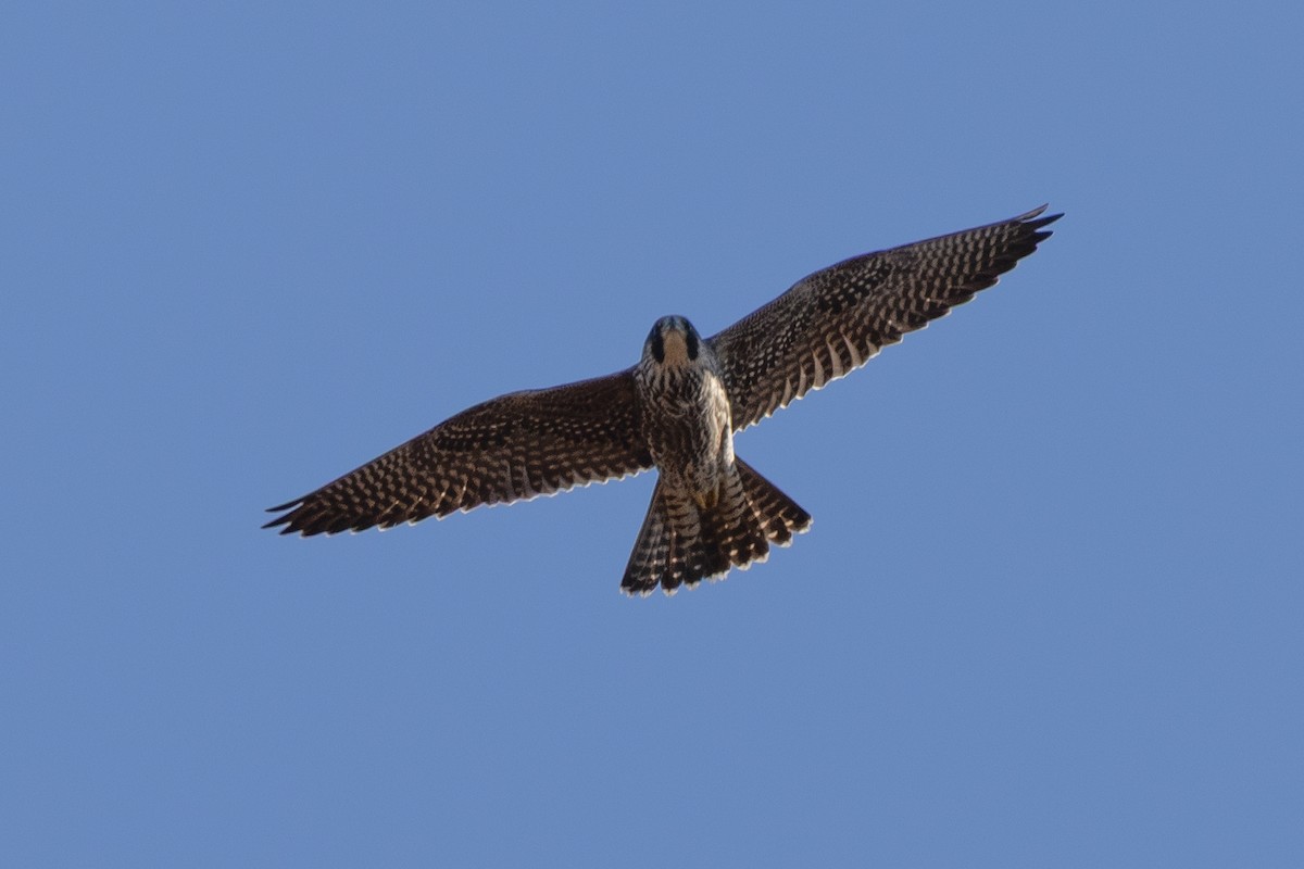 Belatz handia - ML644545062