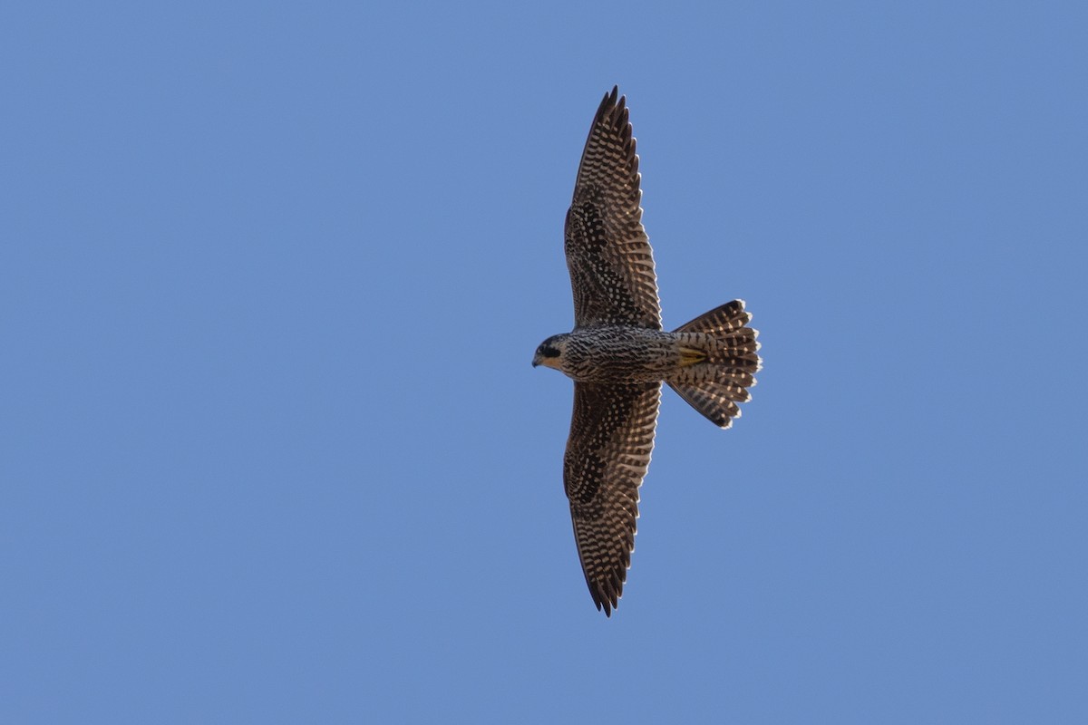 Belatz handia - ML644545064