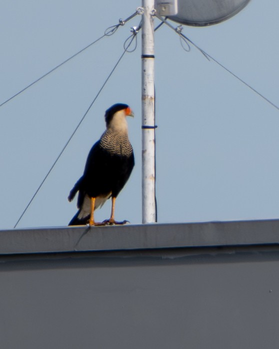 ミナミカラカラ - ML644545067