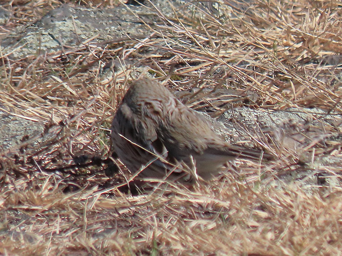 Savannah Sparrow (Ipswich) - ML644545072