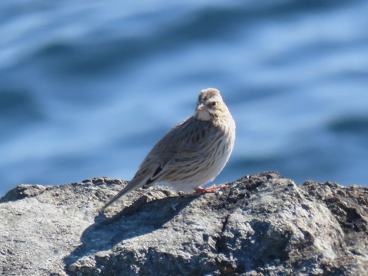 Savannah Sparrow (Ipswich) - ML644545073