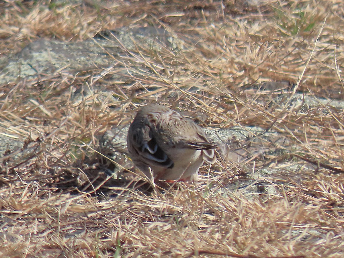 Savannah Sparrow (Ipswich) - ML644545074