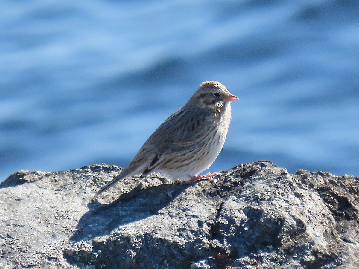Savannah Sparrow (Ipswich) - ML644545075
