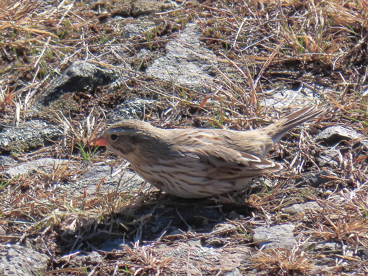 Savannah Sparrow (Ipswich) - ML644545076