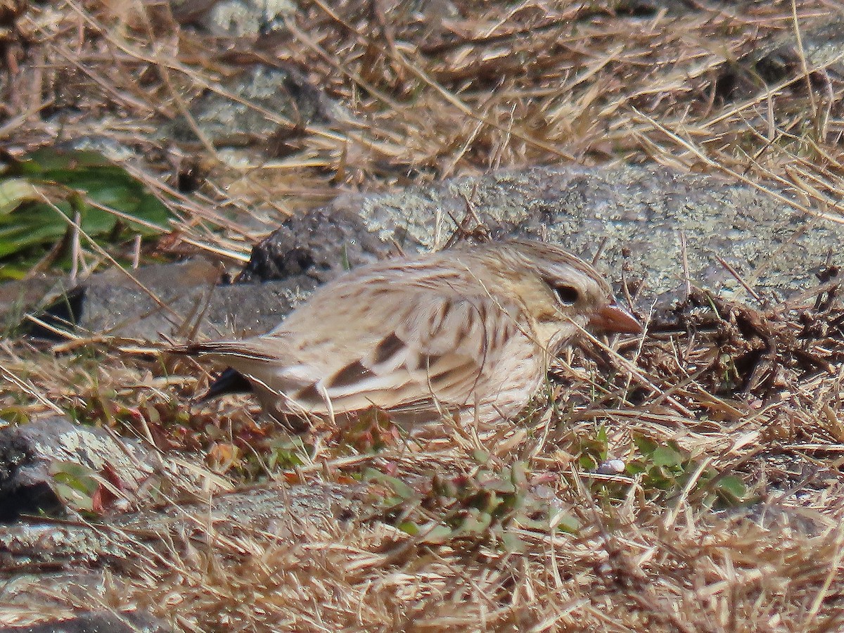 Savannah Sparrow (Ipswich) - ML644545077