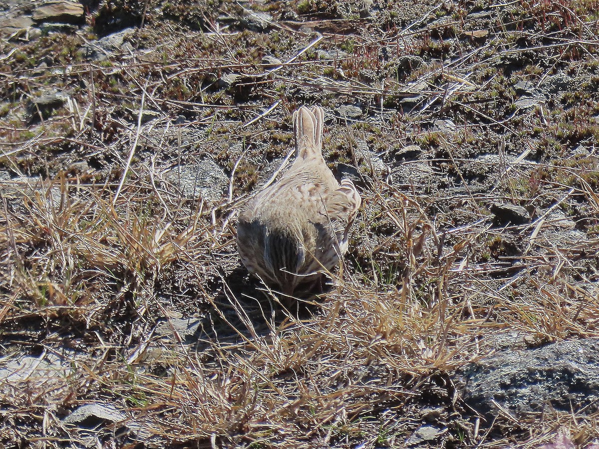 Savannah Sparrow (Ipswich) - ML644545078