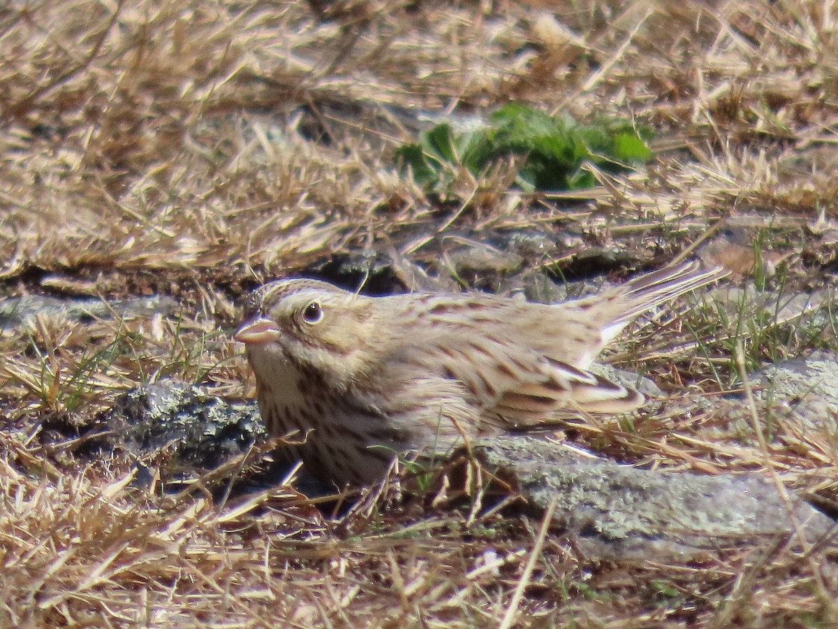 Savannah Sparrow (Ipswich) - ML644545079