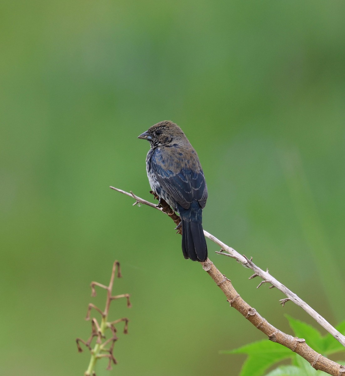 Blue-black Grassquit - ML644545081