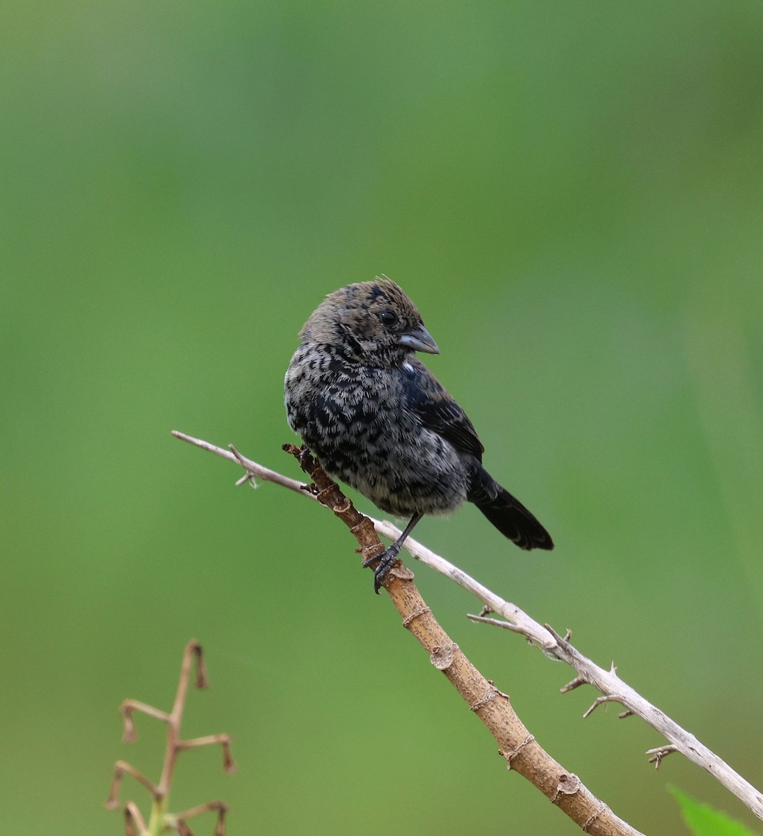 Blue-black Grassquit - ML644545082