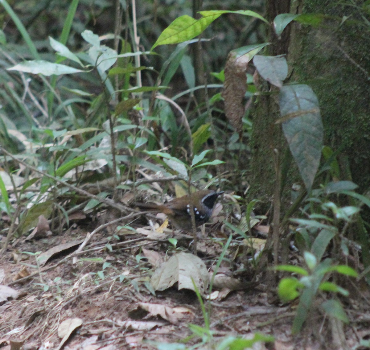 Покривник бразильський - ML644545086