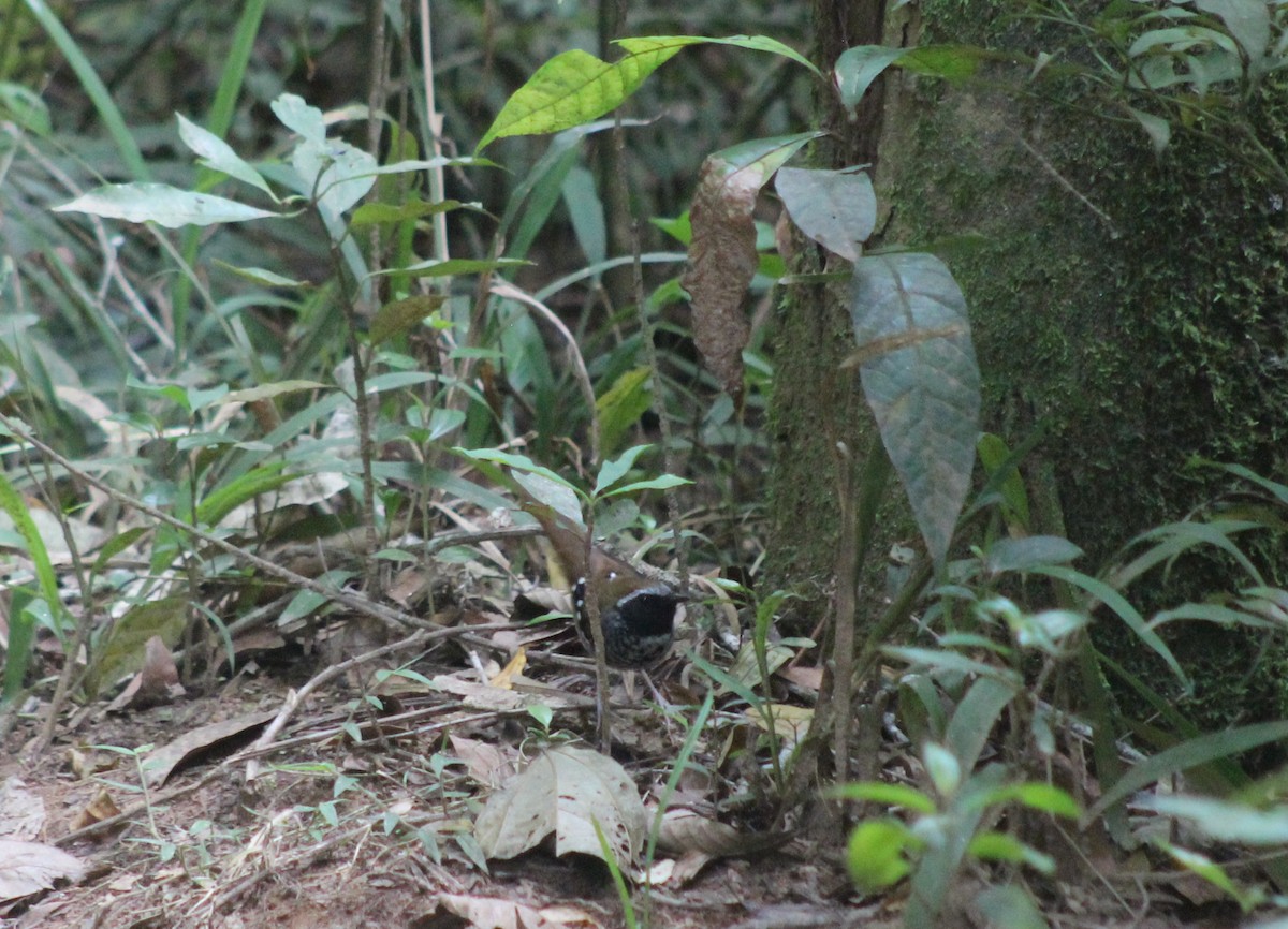 Покривник бразильський - ML644545087