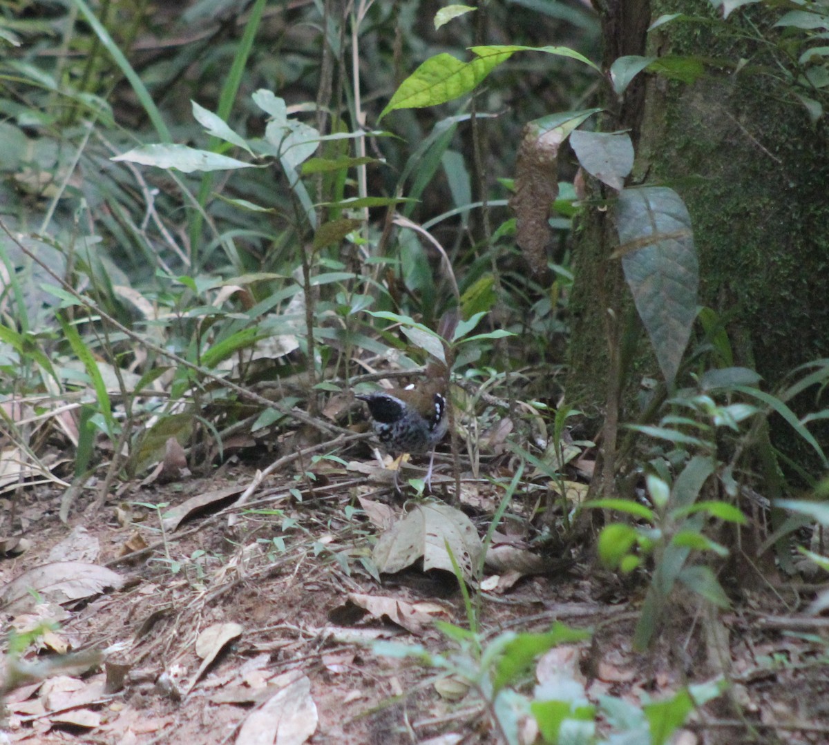 Покривник бразильський - ML644545088