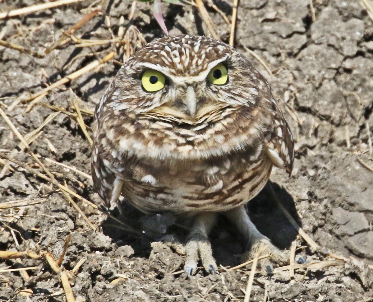 Burrowing Owl - ML644545099