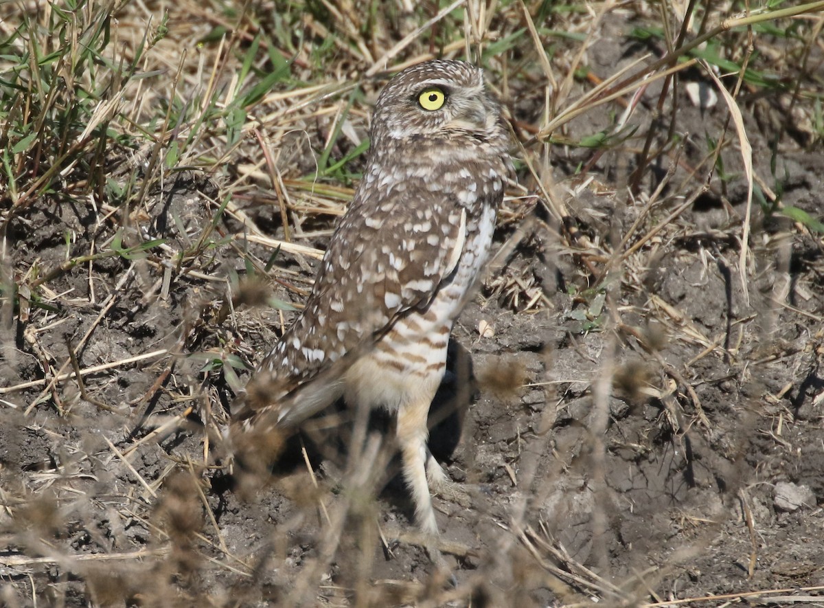 Burrowing Owl - ML644545100