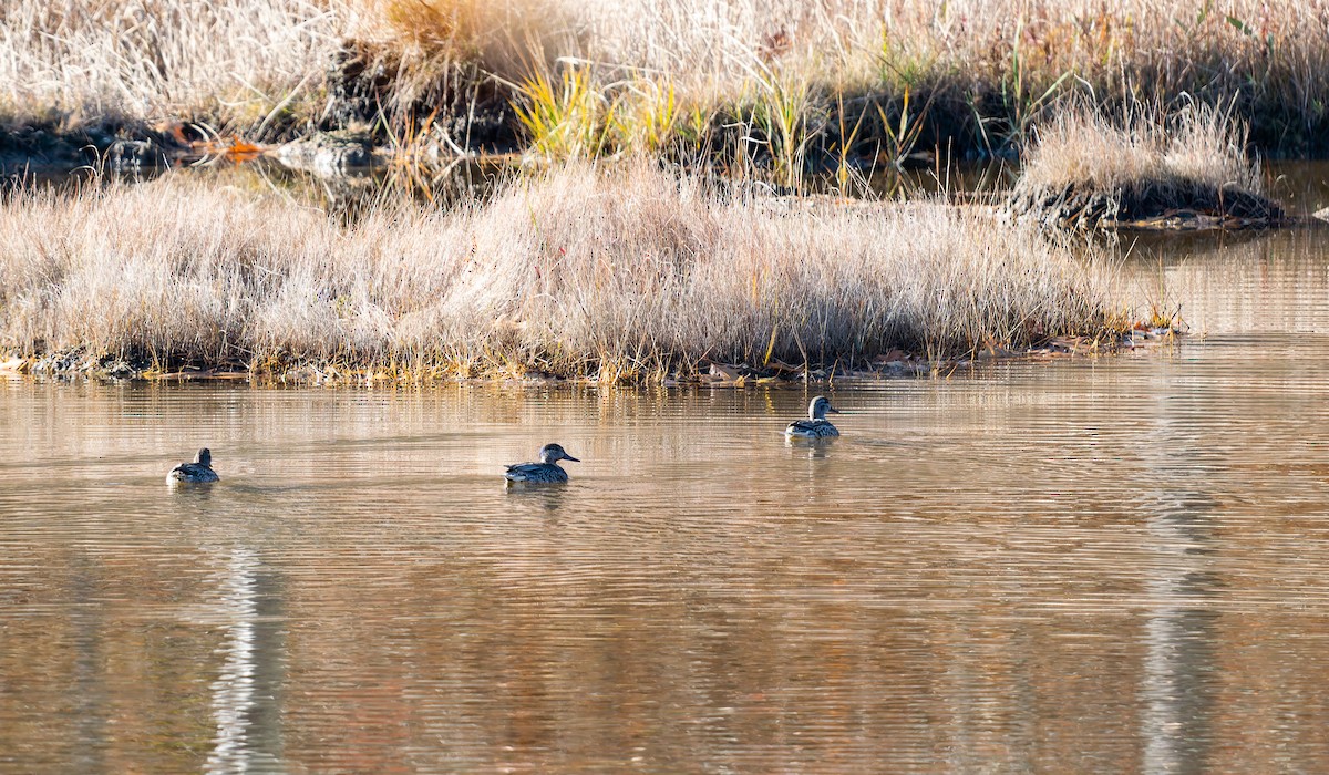 krikkand - ML644545104