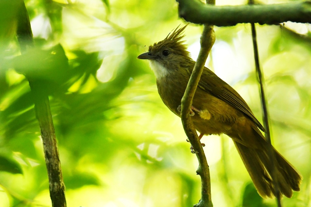 Bulbul ocré - ML644545105