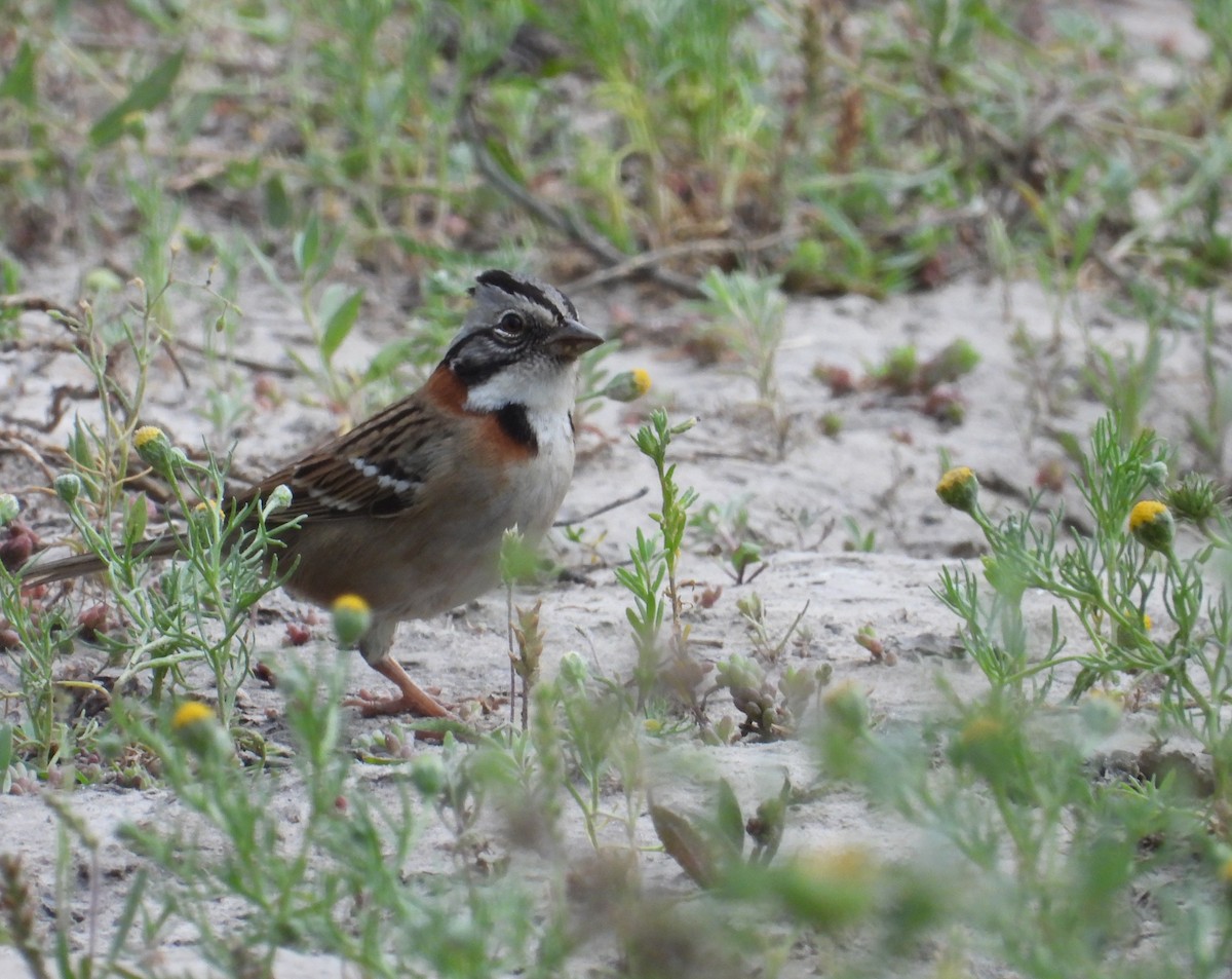 Bruant chingolo - ML644545106