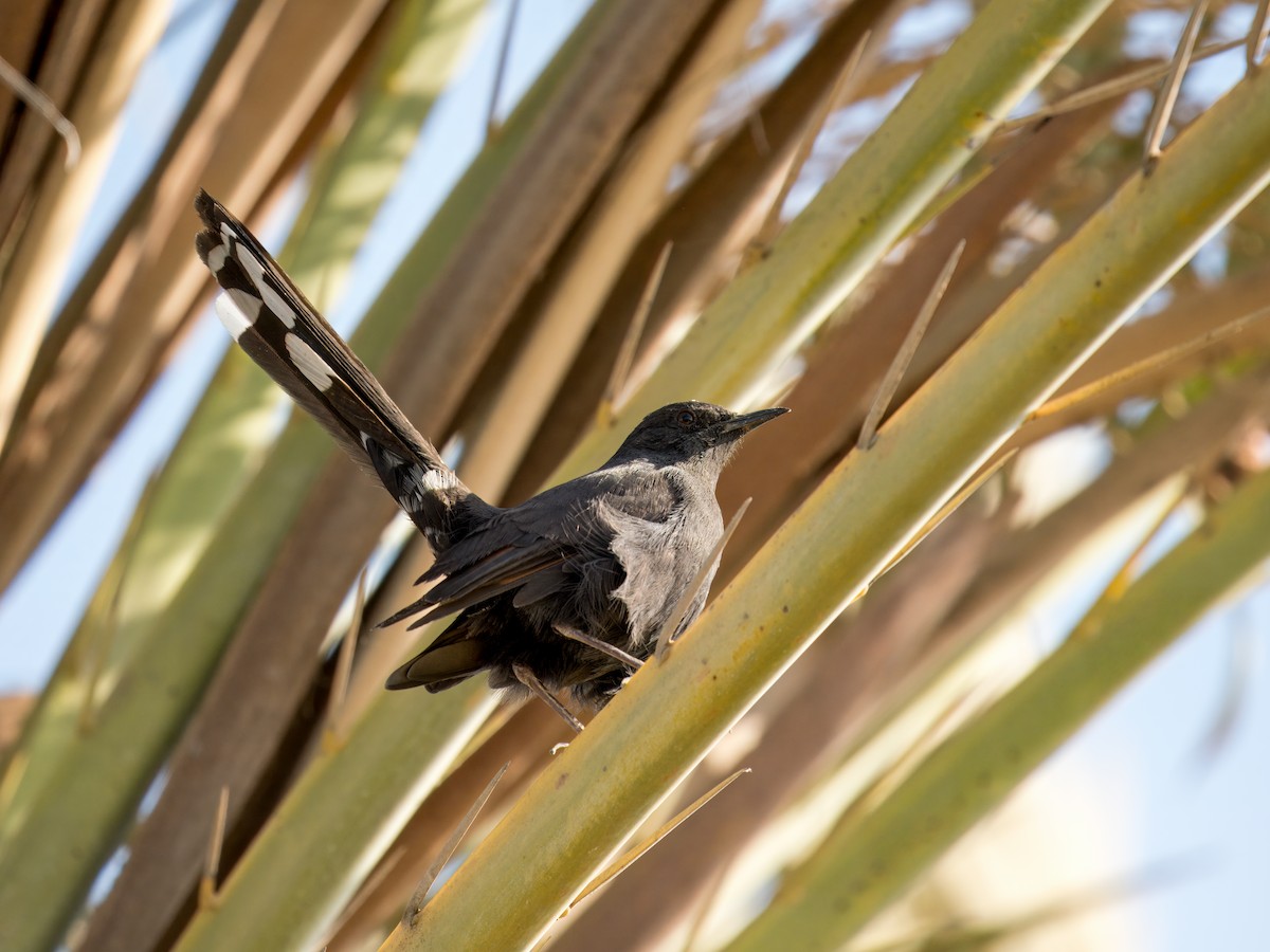 svartkrattskvett - ML644545107